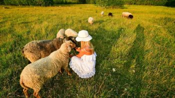 A woman in a white dress sits among grazing sheep in a lush summer meadow in Estonia.